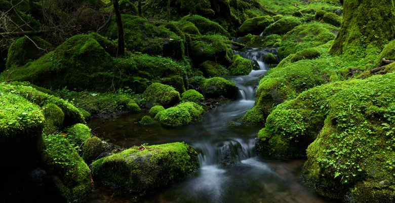 南沢遊歩道の苔の森・メインエリア