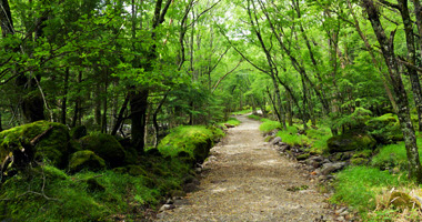 南沢遊歩道の苔の森の入り口周辺