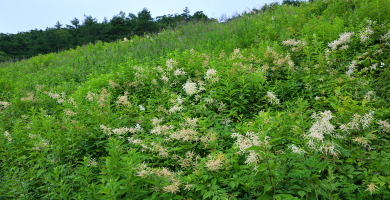 高峰高原の花、ハナチダケサシ