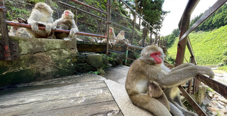 地獄谷野猿公苑