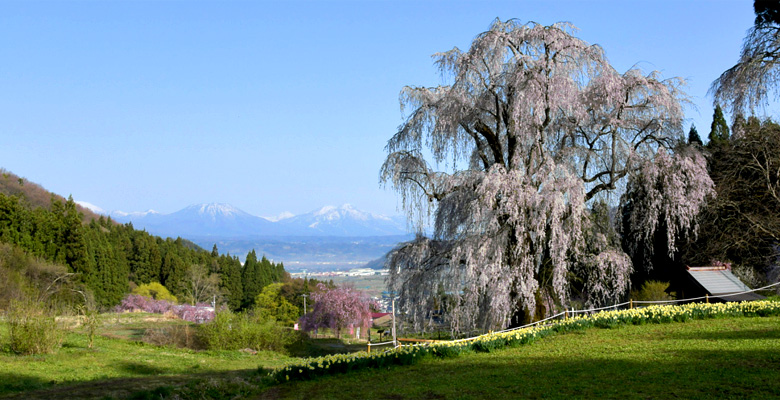 水中のしだれ桜