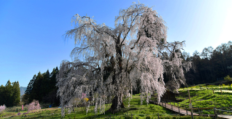 水中のしだれ桜