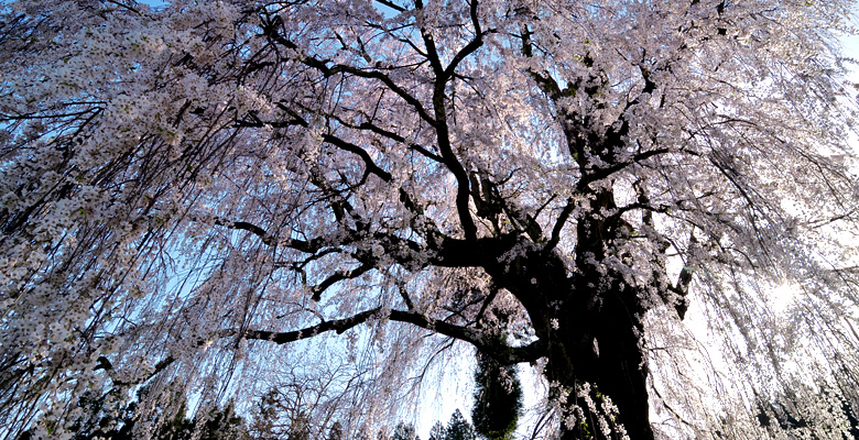 水中のしだれ桜