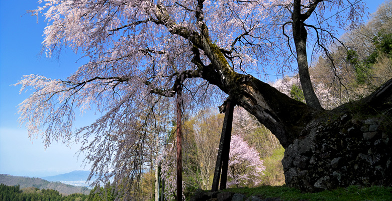 赤和観音のしだれ桜