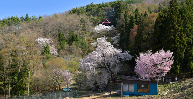 赤和観音のしだれ桜