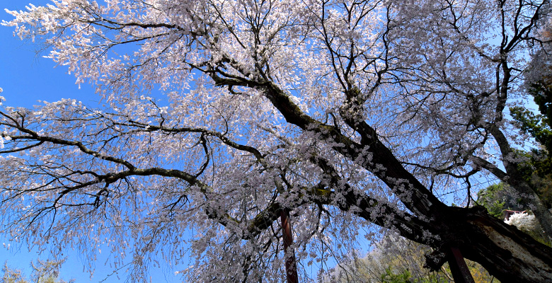 赤和観音のしだれ桜