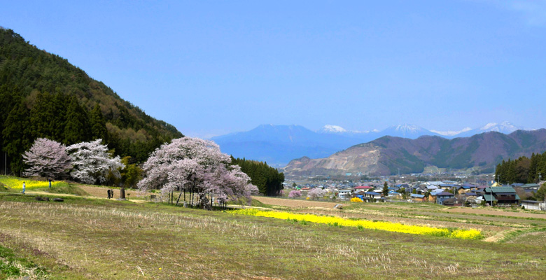 黒部のエドヒガン桜