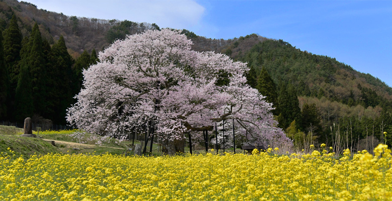 黒部のエドヒガン桜