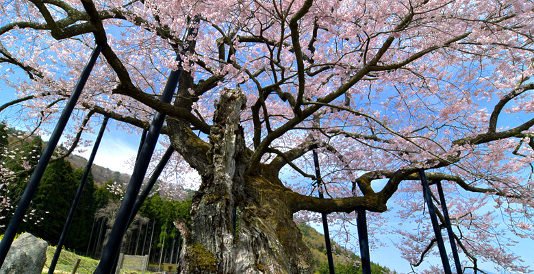 黒部のエドヒガン桜