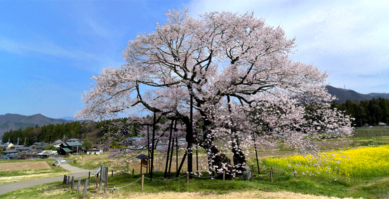 黒部のエドヒガン桜