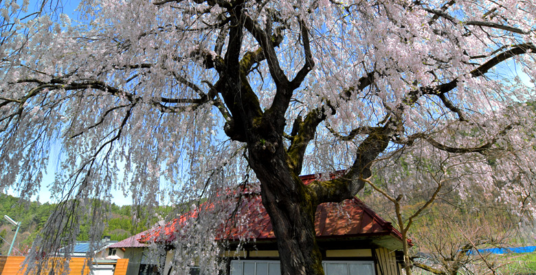 中塩のしだれ桜