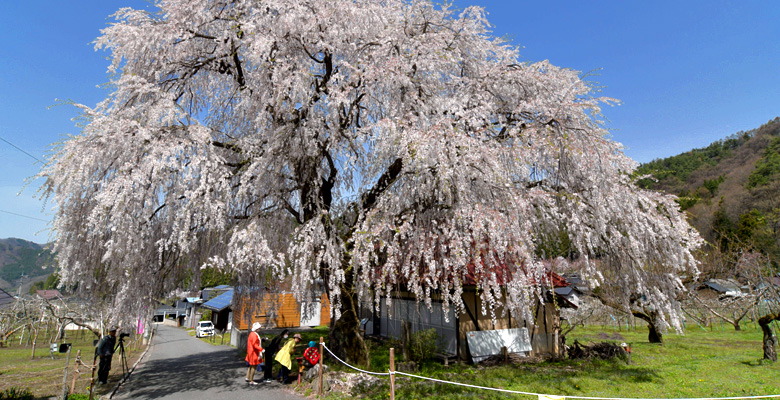 中塩のしだれ桜