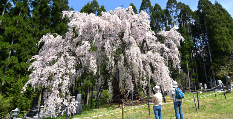 坪井のしだれ桜