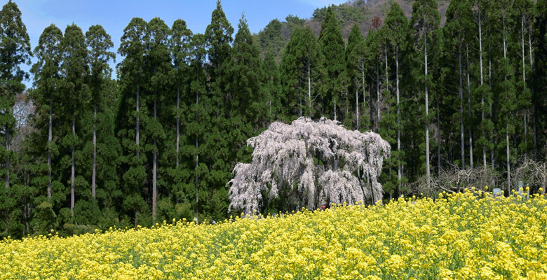 坪井のしだれ桜