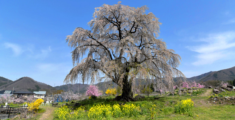 和美（なごみ）の桜