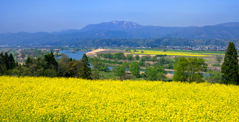 飯山市　菜の花公園