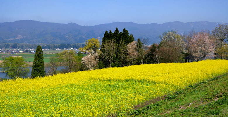 飯山市　菜の花公園