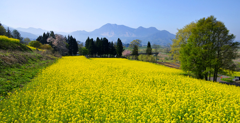 飯山市　菜の花公園