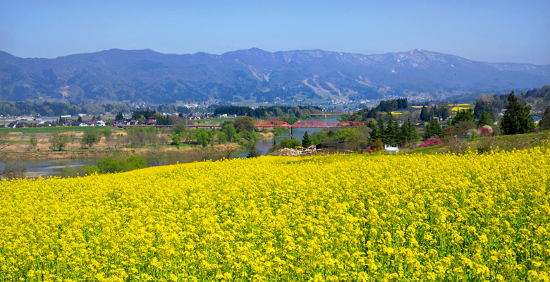 飯山市　菜の花公園