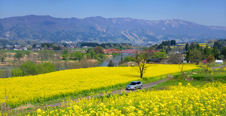 飯山市　菜の花公園