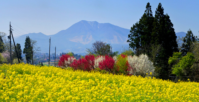 飯山市　菜の花公園