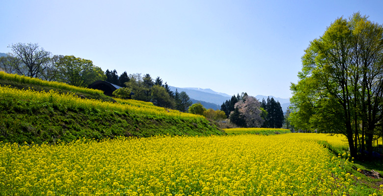 飯山市　菜の花公園