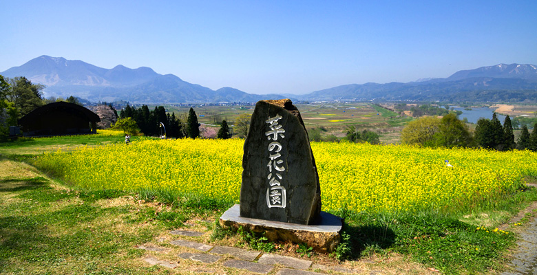 飯山市　菜の花公園