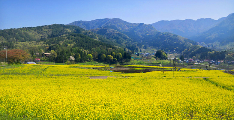 飯山市　菜の花公園