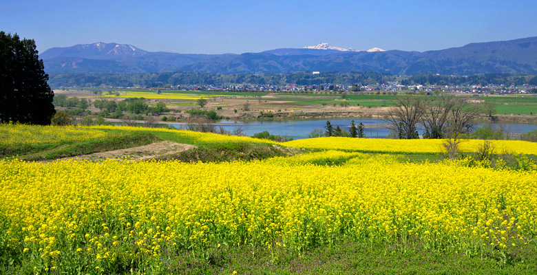 飯山市　菜の花公園