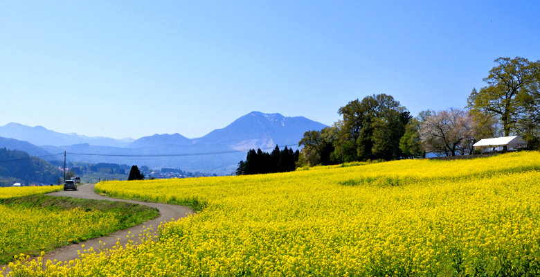 飯山市　菜の花公園