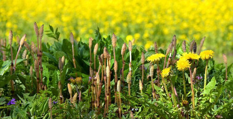 飯山市　菜の花公園