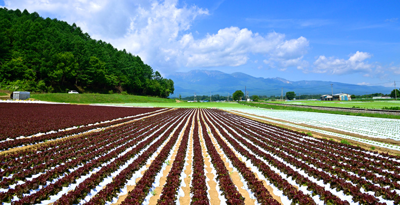 川上村高原野菜畑